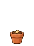 Focus pot plant, stage 1 of 5