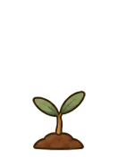 Olive, stage 2 of 6: Sprout