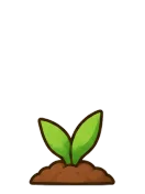 Tulip, stage 2 of 5: Sprout