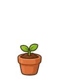 Focus pot plant, stage 2 of 5