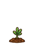 Winter Pine, stage 2 of 6: Sprout
