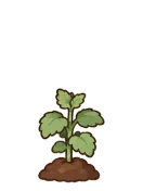 Catnip, stage 3 of 6: Leafy