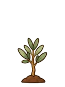 Olive, stage 3 of 6: Sapling
