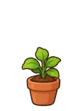 Focus pot plant, stage 3 of 5