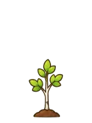 Birch, stage 3 of 6: Sapling