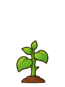 Sunflower, stage 3 of 6: Stalk