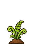 Fern, stage 3 of 6: Unfurling