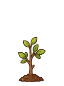 Sakura, stage 3 of 6: Sapling