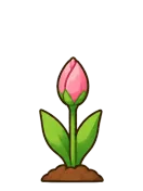 Tulip, stage 3 of 5: Bud
