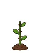Rose, stage 3 of 6: Thorny Stem