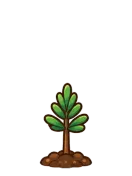 Winter Pine, stage 3 of 6: Sapling