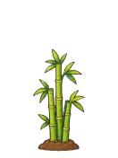 Bamboo, stage 4 of 6: Clump