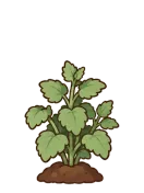 Catnip, stage 4 of 6: Bushy