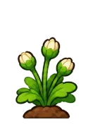 Daisy, stage 4 of 6: Budding
