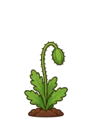 Poppy, stage 4 of 6: Nodding Bud