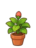 Focus pot plant, stage 4 of 5