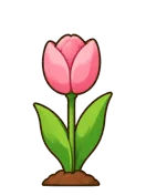Tulip, stage 4 of 5: Bloom