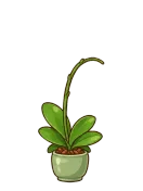 Orchid, stage 4 of 6: Flower Spike