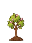 Cherry blossom, stage 4