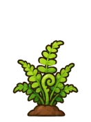 Fern, stage 4 of 6: Fronds