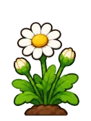 Daisy, stage 5 of 6: First Bloom