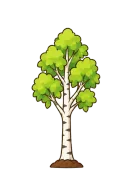 Birch, stage 5 of 6: Mature Tree
