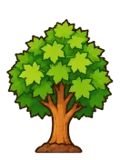 Maple, stage 5 of 6: Mature Tree