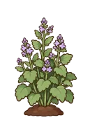 Catnip, stage 5 of 6: Budding