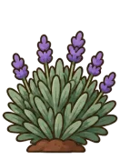 Lavender, stage 5 of 6: Spiking