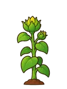 Sunflower, stage 5 of 6: Budding
