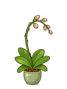 Orchid, stage 5 of 6: Buds