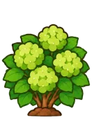 Hydrangea, stage 5 of 6: Green Heads