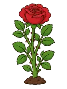 Rose, stage 6 of 6: Full Rose