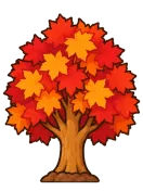 Maple, stage 6 of 6: Autumn Blaze