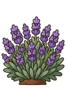 Lavender, stage 6 of 6: Full Bloom