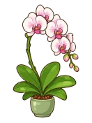 Orchid, stage 6 of 6: Cascade