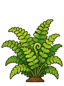 Fern, stage 6 of 6: Forest Fern