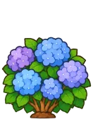 Hydrangea, stage 6 of 6: Blue Mopheads