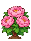 Peony, stage 6 of 6: Full Peony